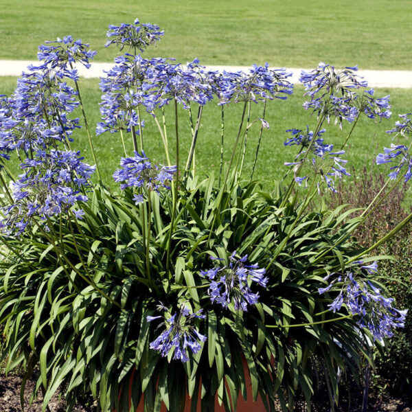 Agapanthus fruticans (Agapanto / Lirio africano)